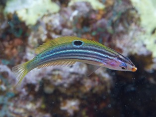 Minilabrus Striatus Juvénile
